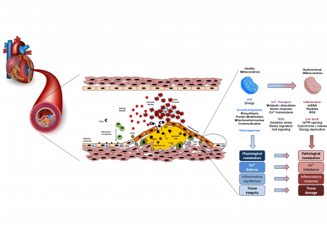 Malfunctioning Mitochondria at the Heart of Many Cardiovascular Diseases