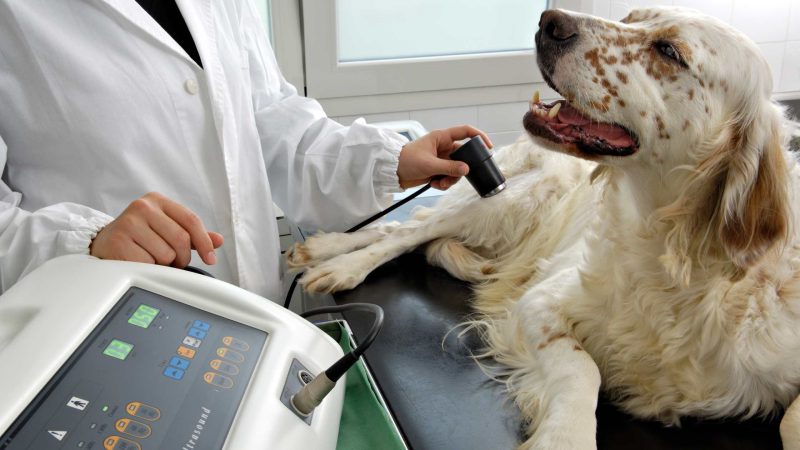 Therapy Animals and a Review of the Risk for Zoonotic Transmission