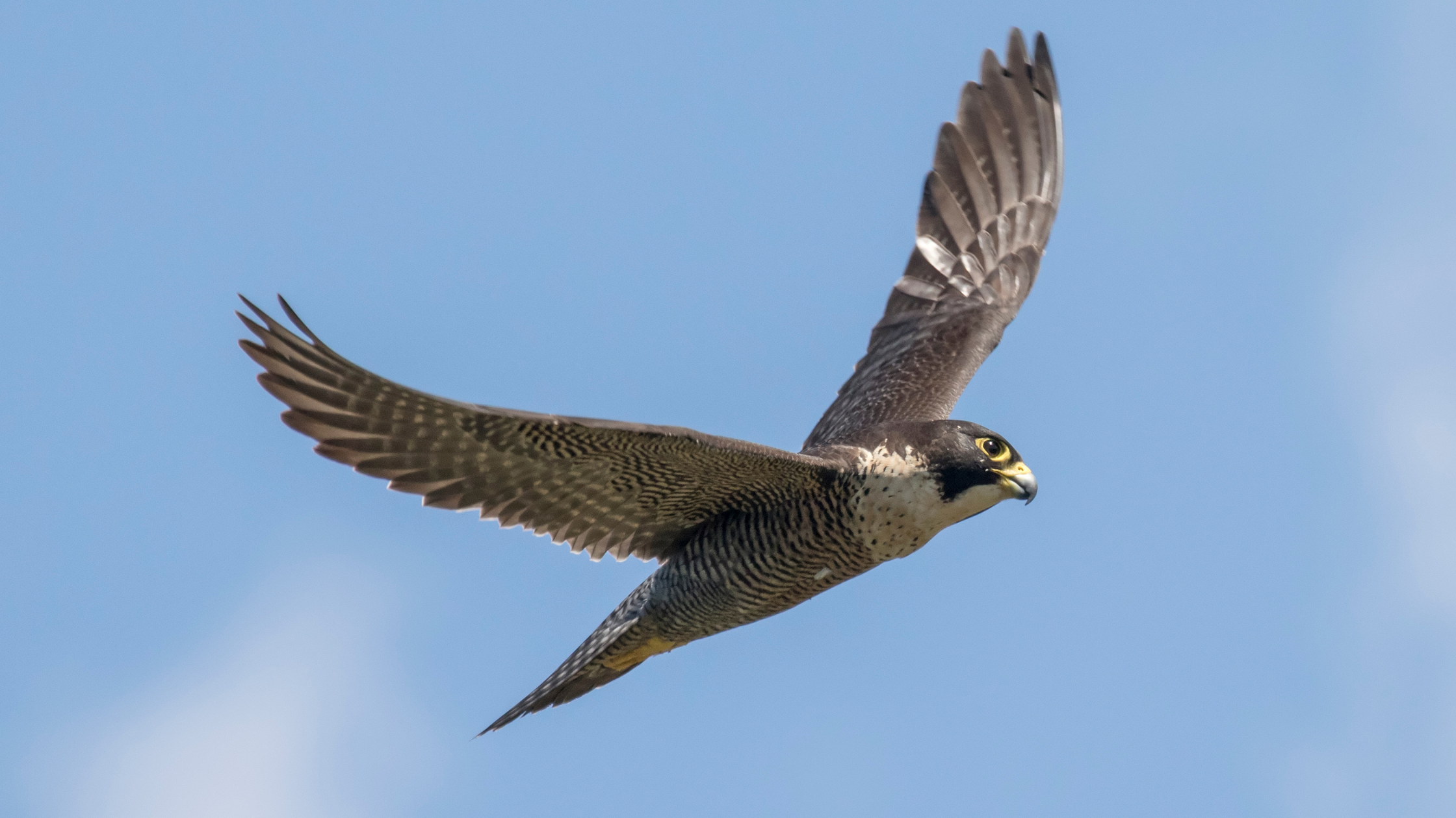 Peregrine falcon Heavy metals Wildlife conservation Environmental health Ecosystem