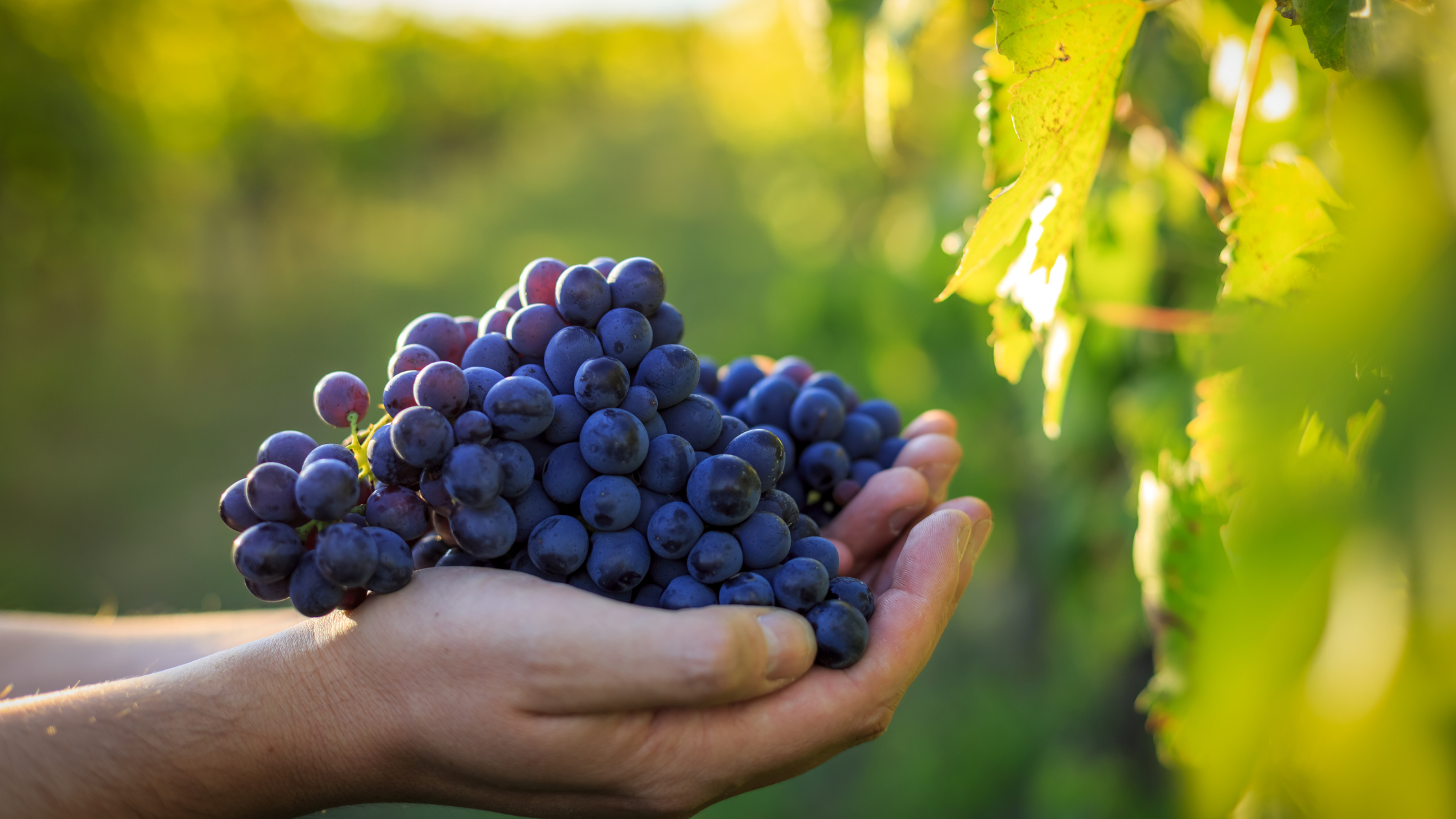 Increasing Chemotherapy Effectiveness with Oleanolic Acid from Grapes- Antonio Giordano