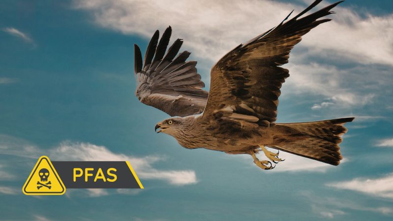 Birds of prey act as Sentinels to warn of Forever Chemicals