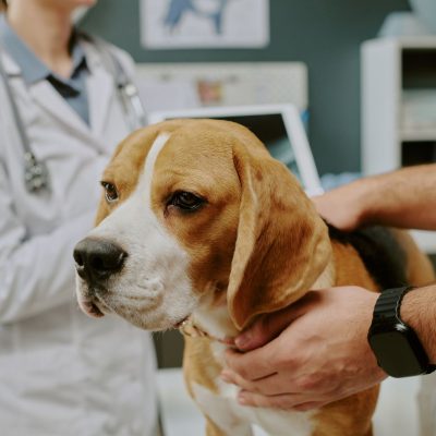 Animal Neurodiversity: Science beyond behavioral standards