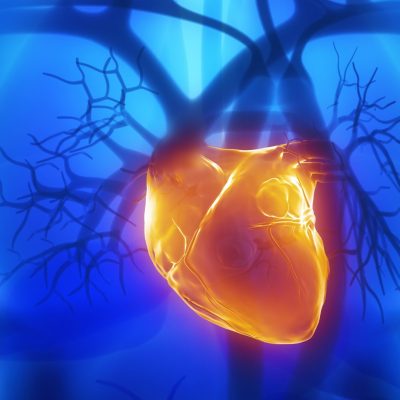 Heart and heart attack: the RNA that teaches the body to repair itself