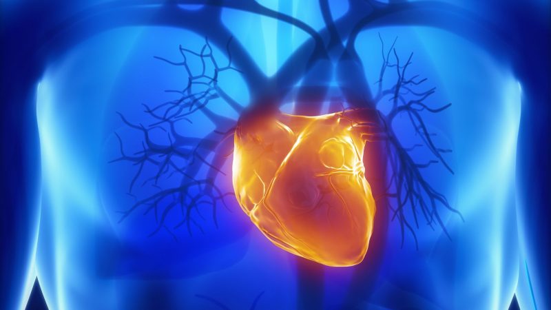 Heart and heart attack: the RNA that teaches the body to repair itself